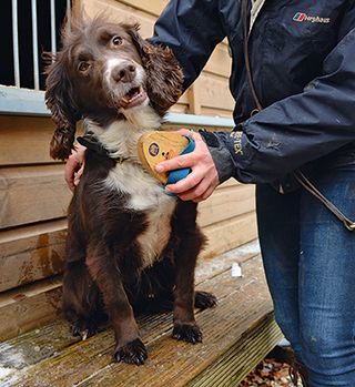 PD Grayson, a sniffer dog who found £1,000 of crack cocaine in Basingstoke