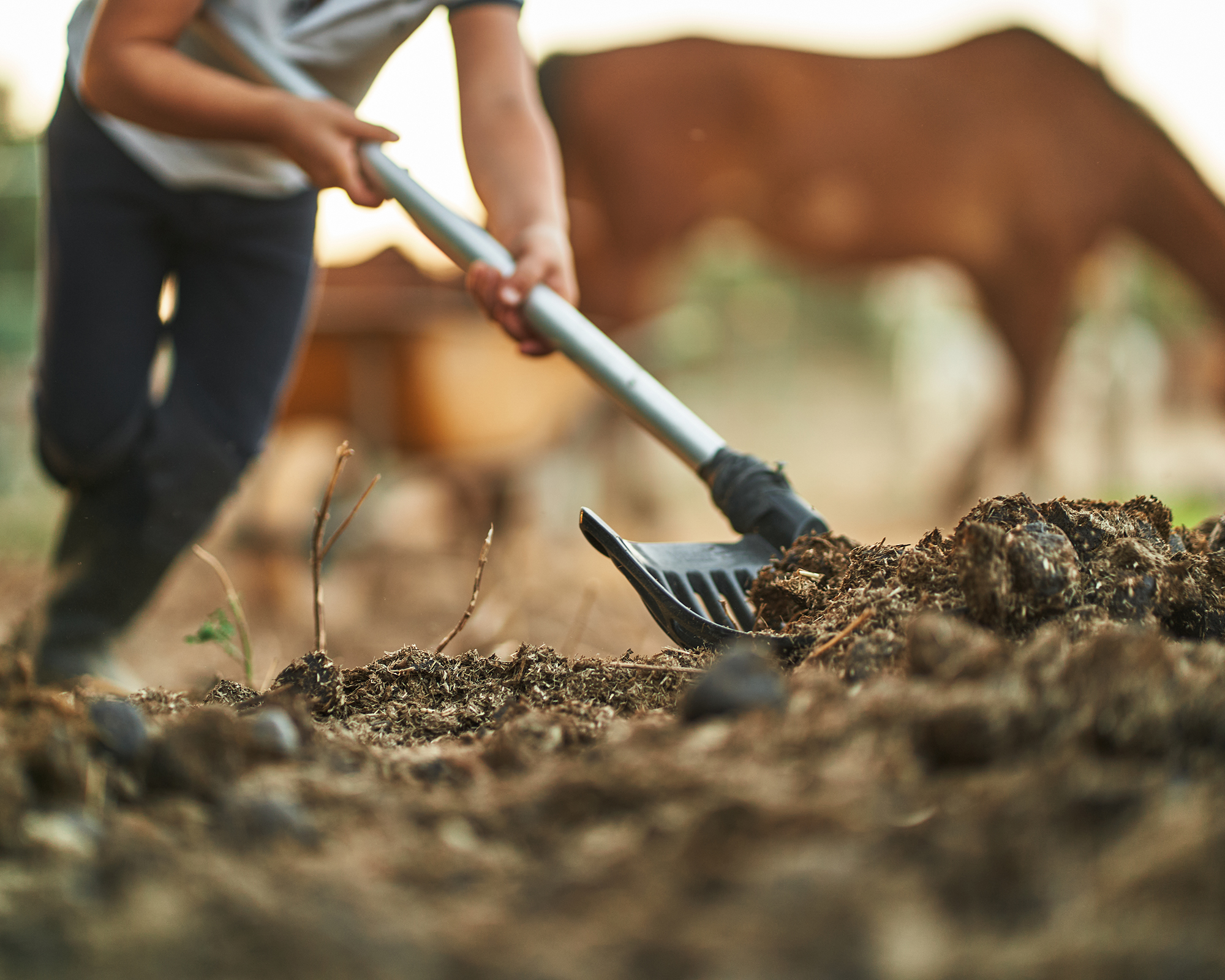 Digging manure at stables