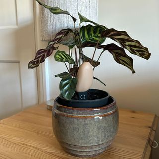 Elho Smart Pebble houseplant monitor in plant pot with Calathea makoyana plant