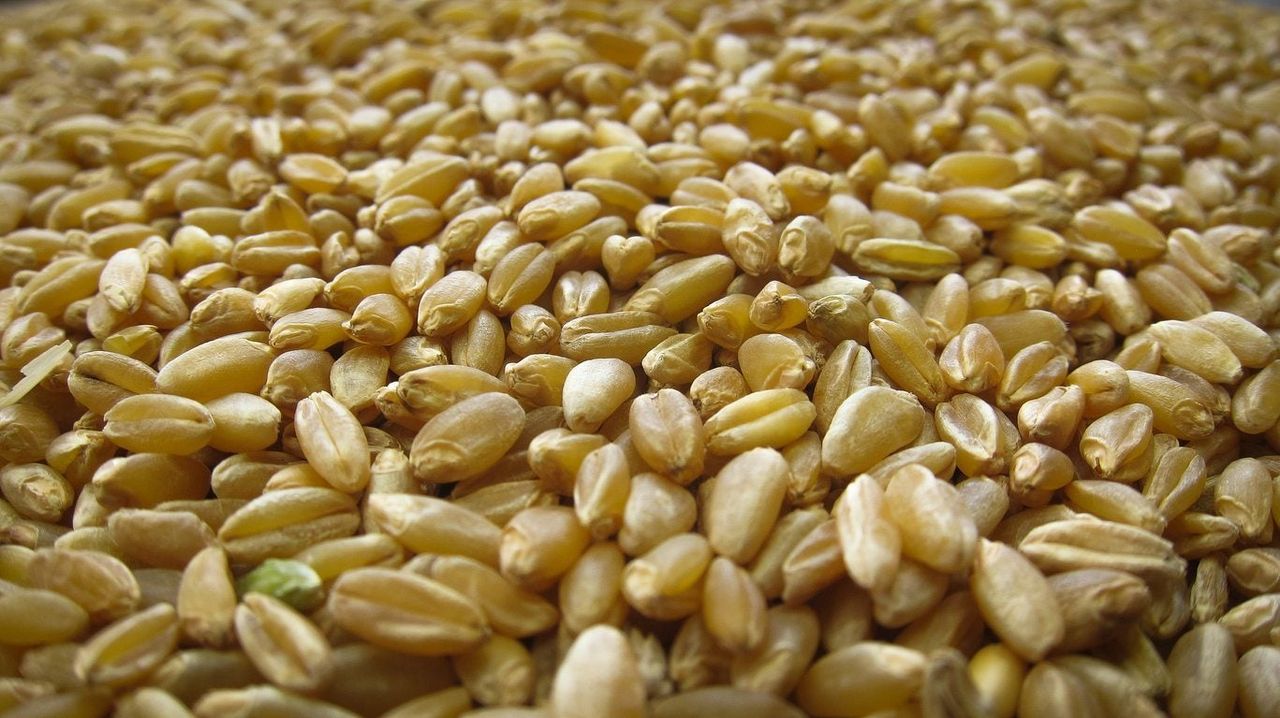 durum wheat