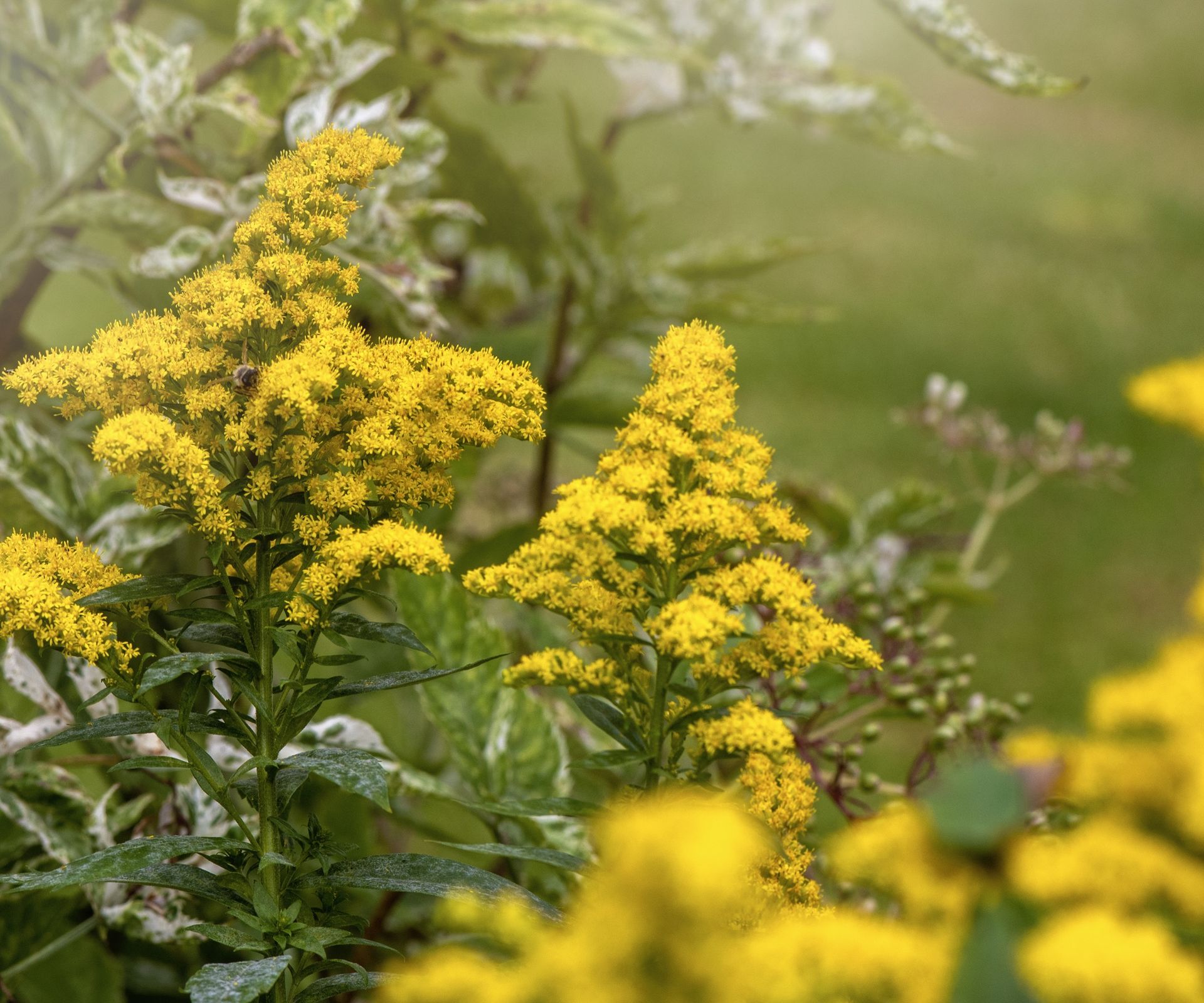 Goldenrod in autumn border