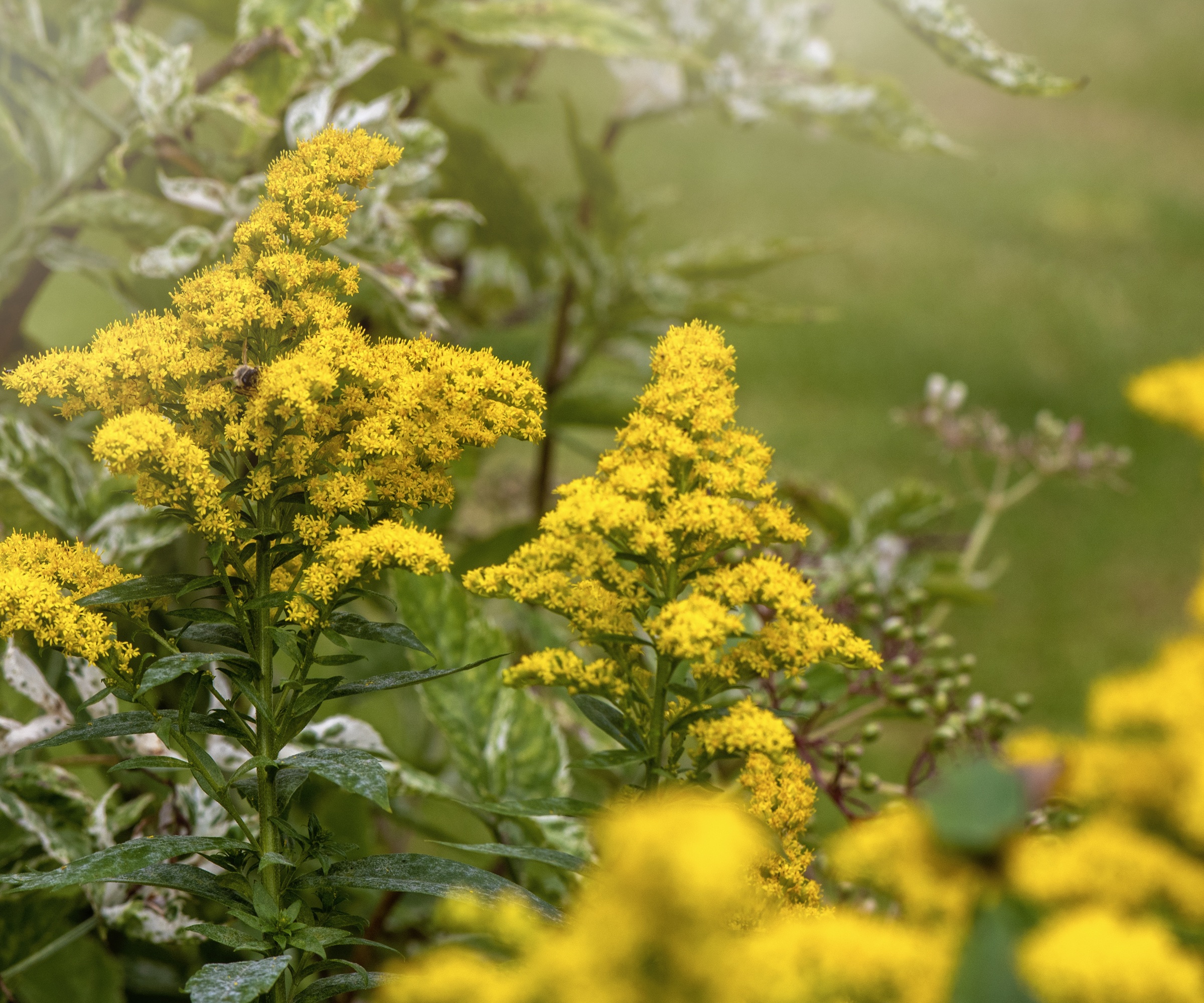 Goldenrod in autumn border
