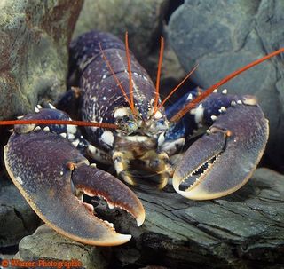 A European lobster. 