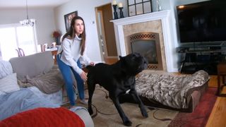 Cane Corso defends against home invasion