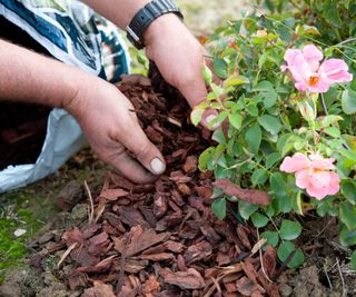 person mulching pink roses with bark chippings