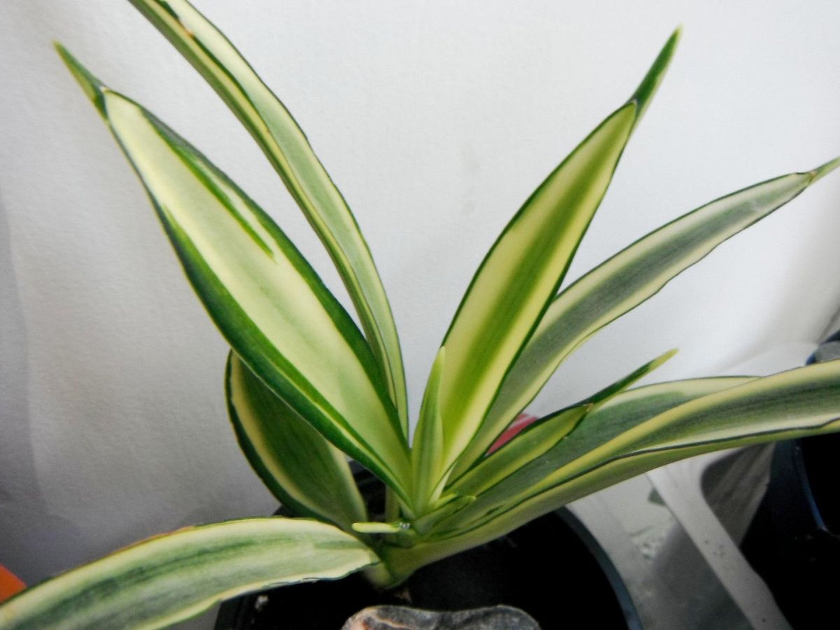 Flowering Sansevieria Plants  Learn About Kenya Hyacinth Snake Plant |  Gardening Know How