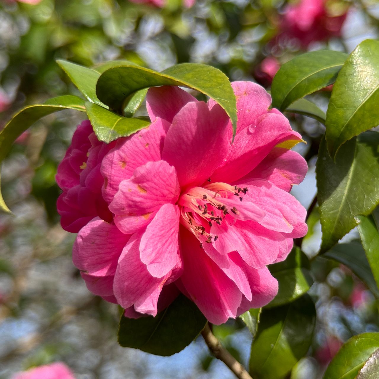 A photo of a pink flower and green leaves, taken on an iPhone 15 Pro using the Sandmarc tele lens