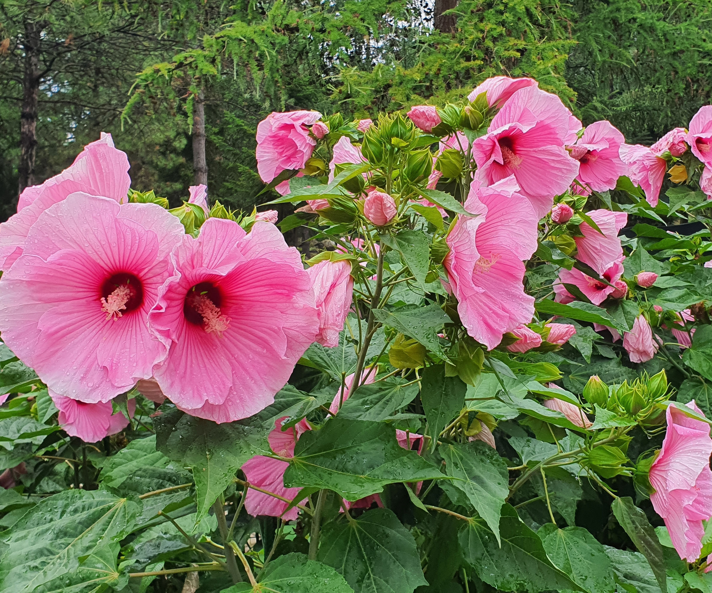 hardy hibiscus plant with pink flowers