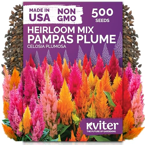 Kviter 500 Mixed Pampas Plume Seeds for Planting (celosia Plumosa) &amp;ndash; Celosia Flower Seeds, Silver Plumes Cockscomb &amp;ndash; Non Gmo Full Sun Flower Seed Packets for Home Garden, Containers, Flowers Beds