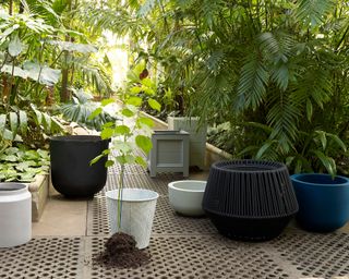 An assortment of pots in different shapes and sizes inside a tropical greenhouse.