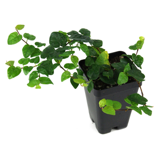 A potted creeping fig plant