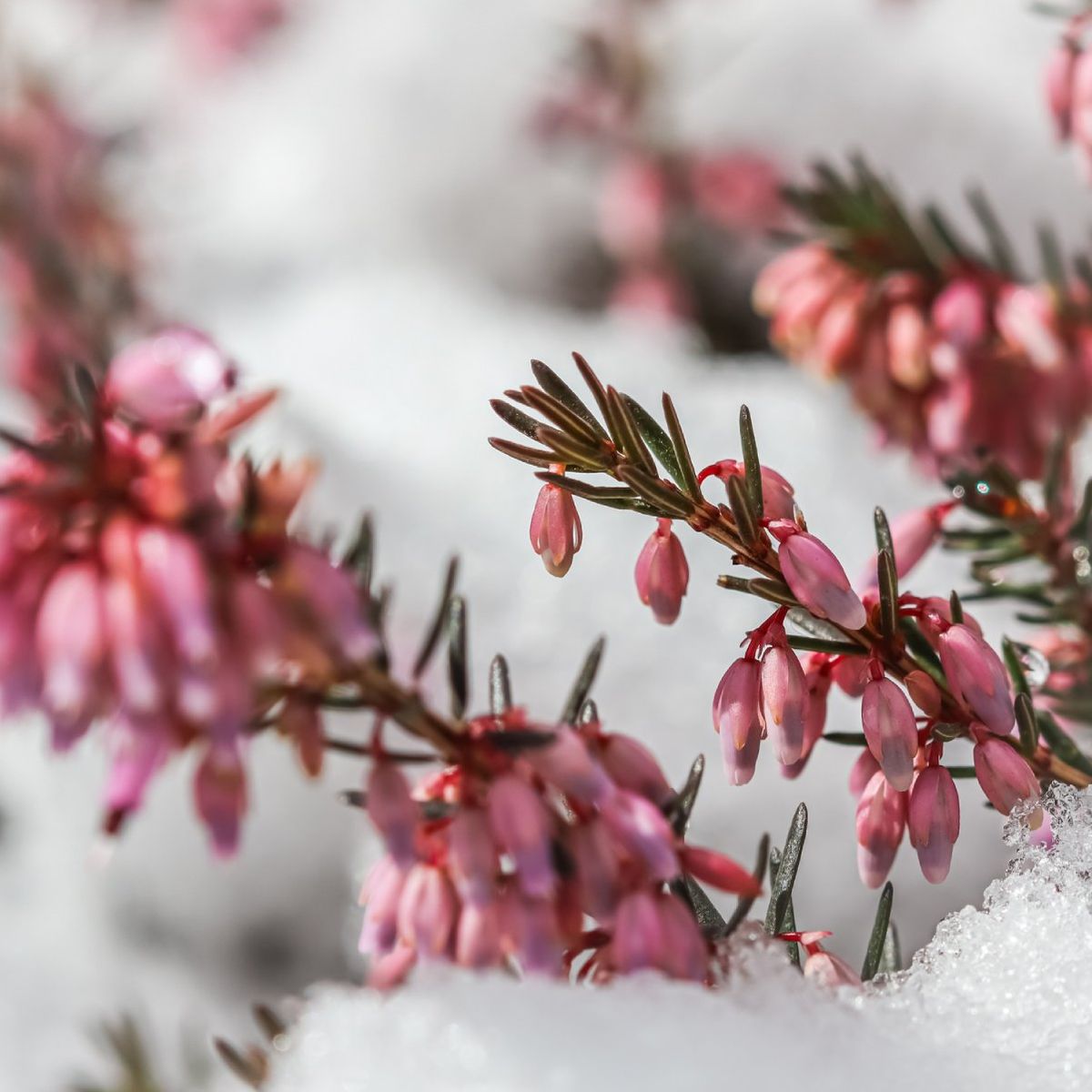 Grow Winter Heath For Striking Color In The Colder Months