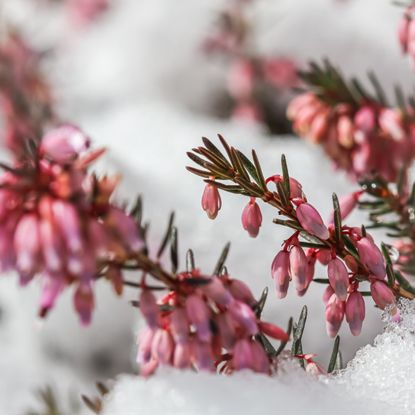 Pink winter heath flowers in the snow