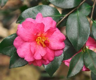 Camellia sasanqua 'Shishigashira' in flower
