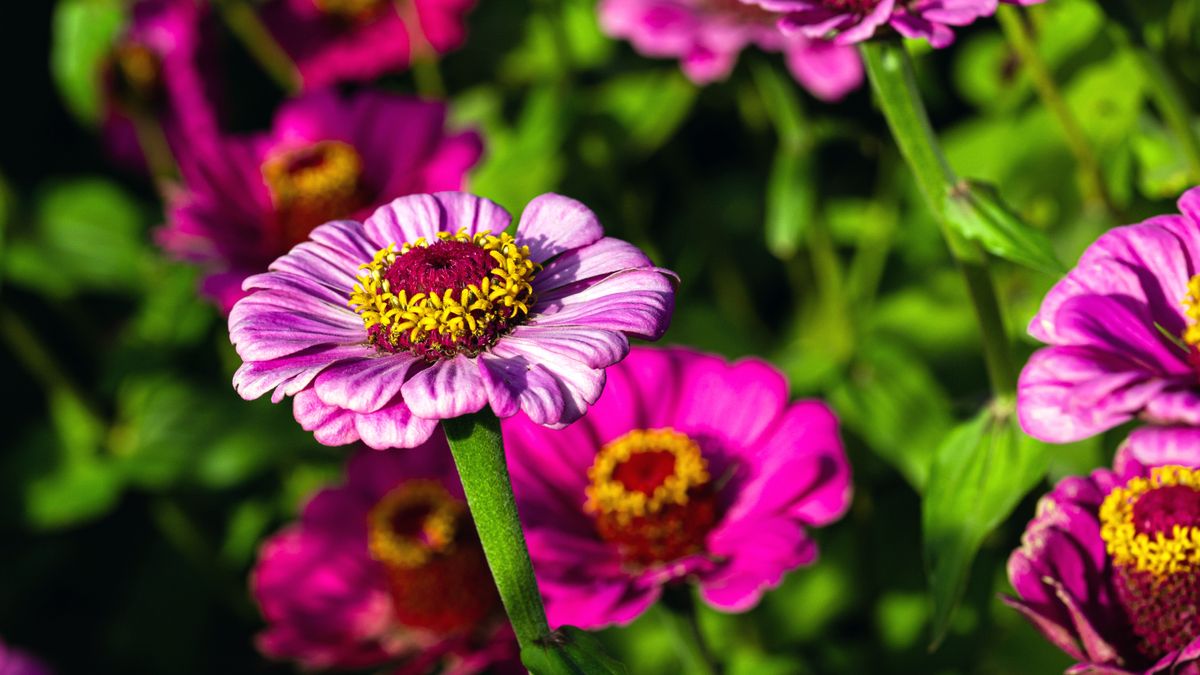 6 Fast-Growing Flowers That Bloom in Weeks – Sow Them Before May Ends to Fill Border Gaps and Patio Pots With Easy Summer Color