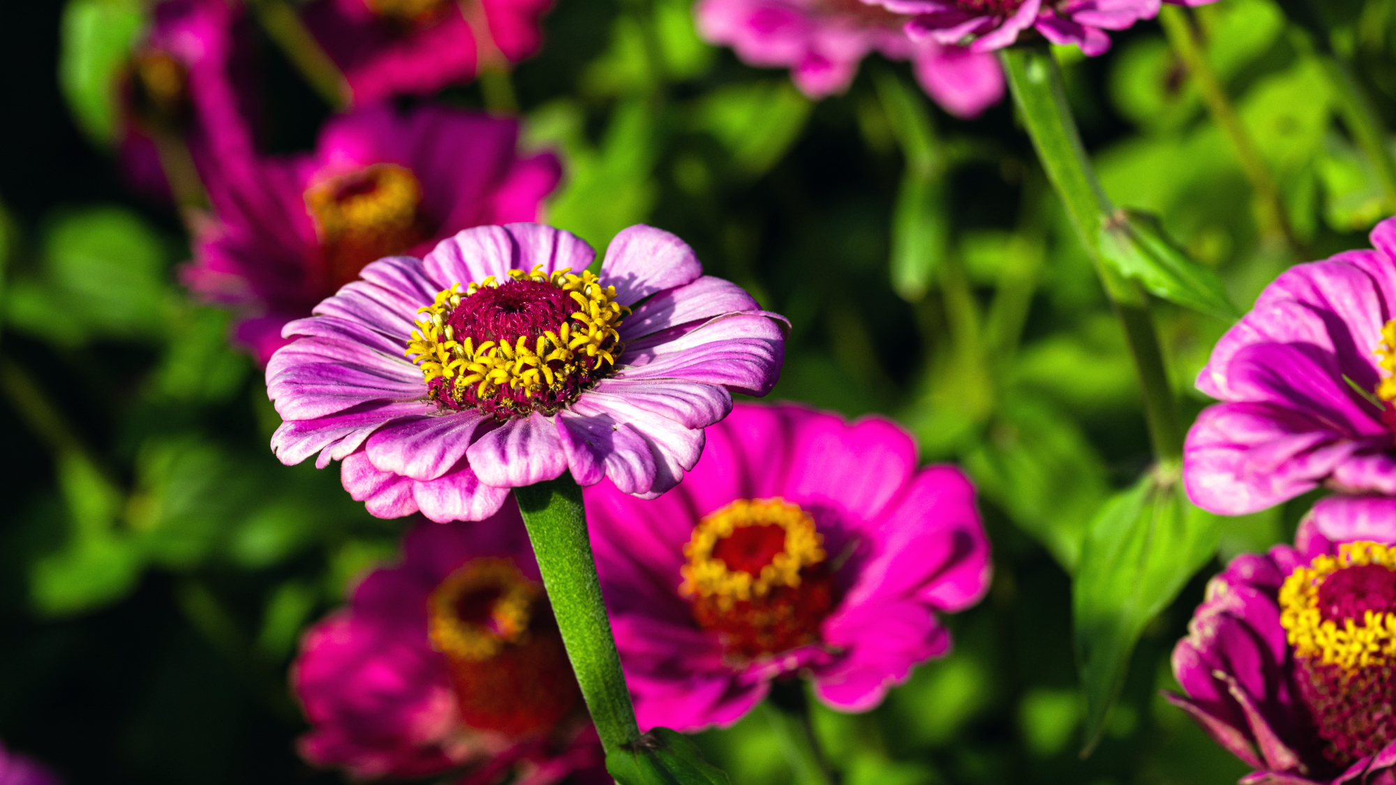 Pink zinnia grown from seed in a garden