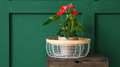 propagate anthurium house plant in a pot on white coffee table on neutral background