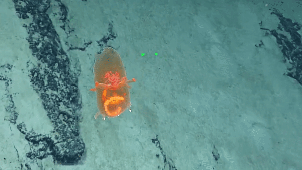 Un gif en movimiento de un pepino de mar naranja flotante visto al sureste de Honolulu