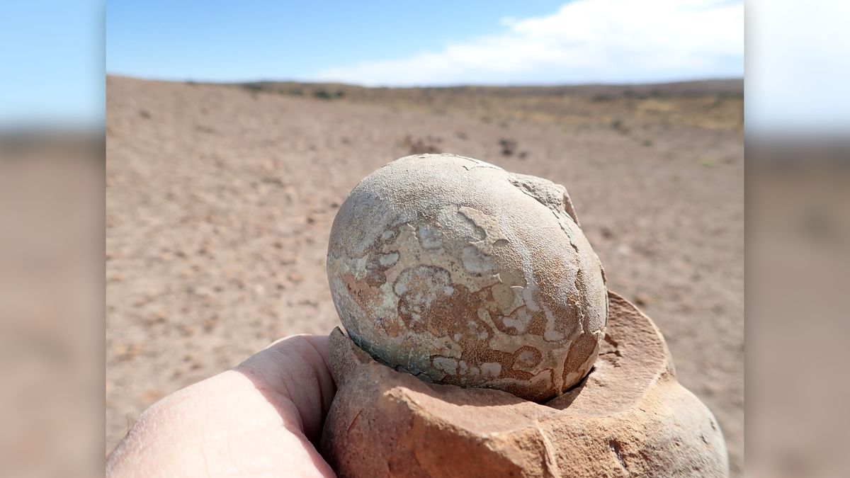 Jurassic graveyard reveals oldest evidence that dinosaurs traveled in ...