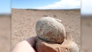 A 192 million-year-old fossilized egg of Mussaurus patagonicus from southern Patagonia, Argentina.