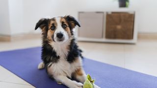A border collie puppy lies on a yoga mat and looks into the camera