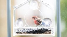 One male red house finch bird sitting perched on plastic glass window feeder during sunny, spring, summer, green foliage, leaves in Virginia