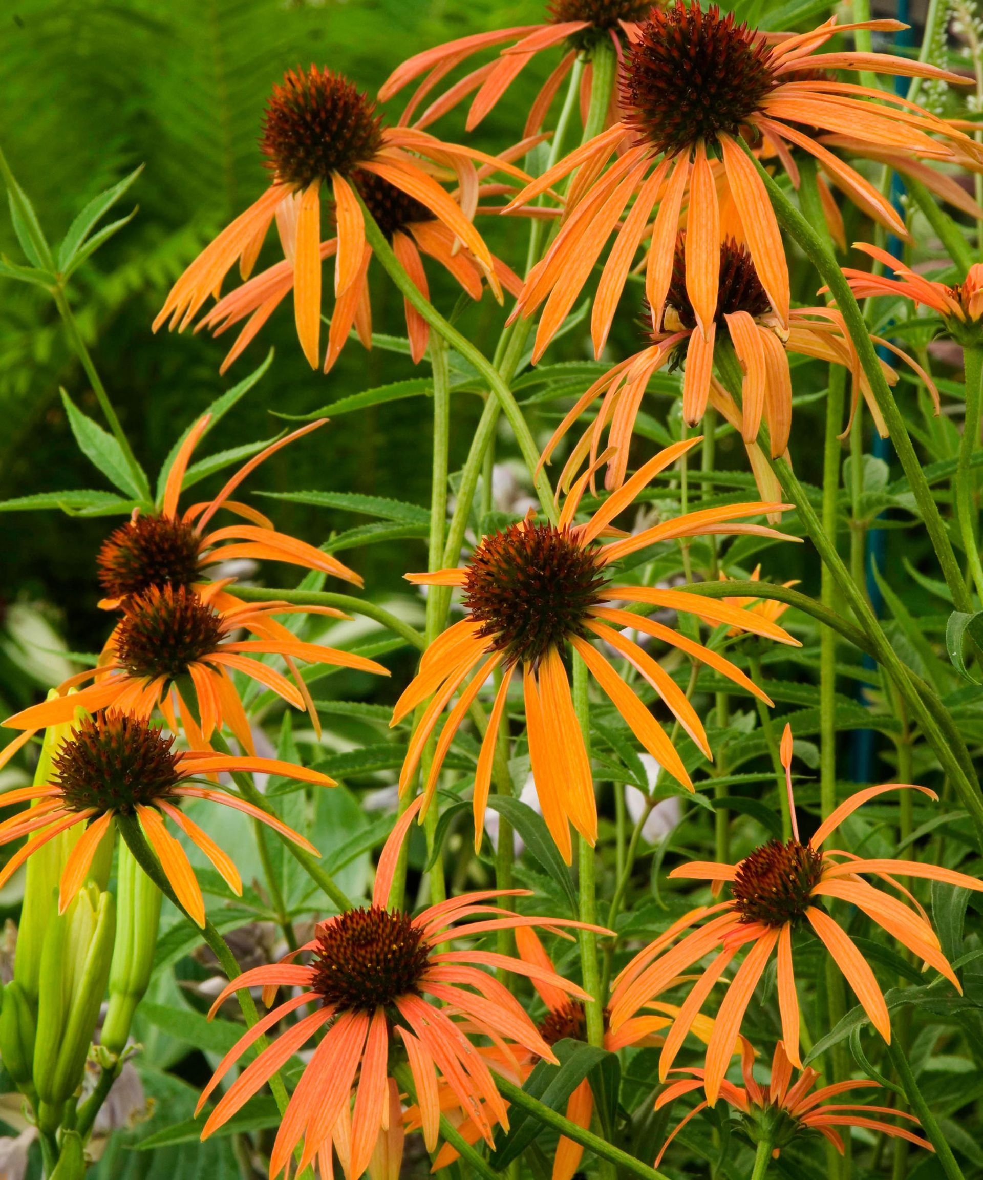 How to grow echinacea top tips on planting and caring for coneflowers