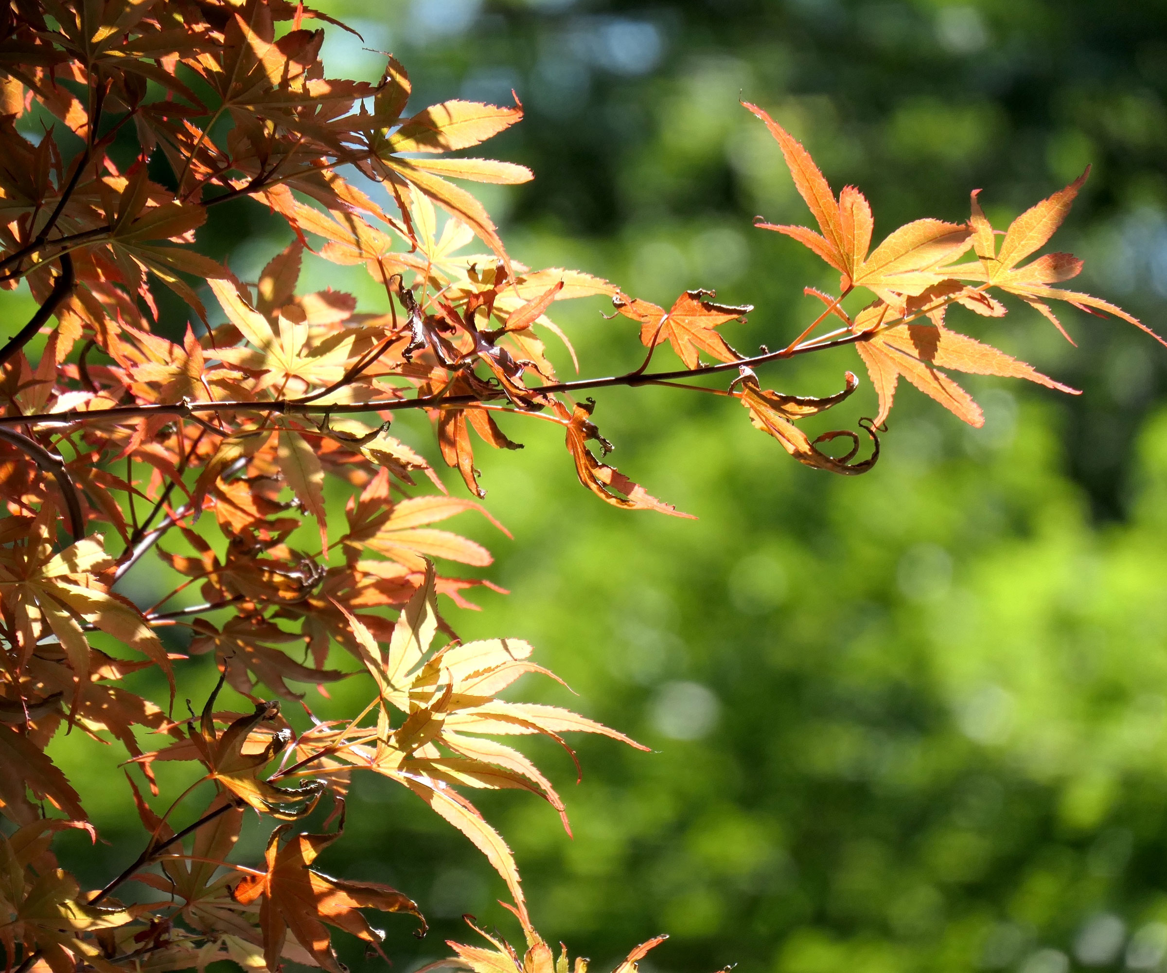 Japanese maple in sunny garden with brown and crispy leaves