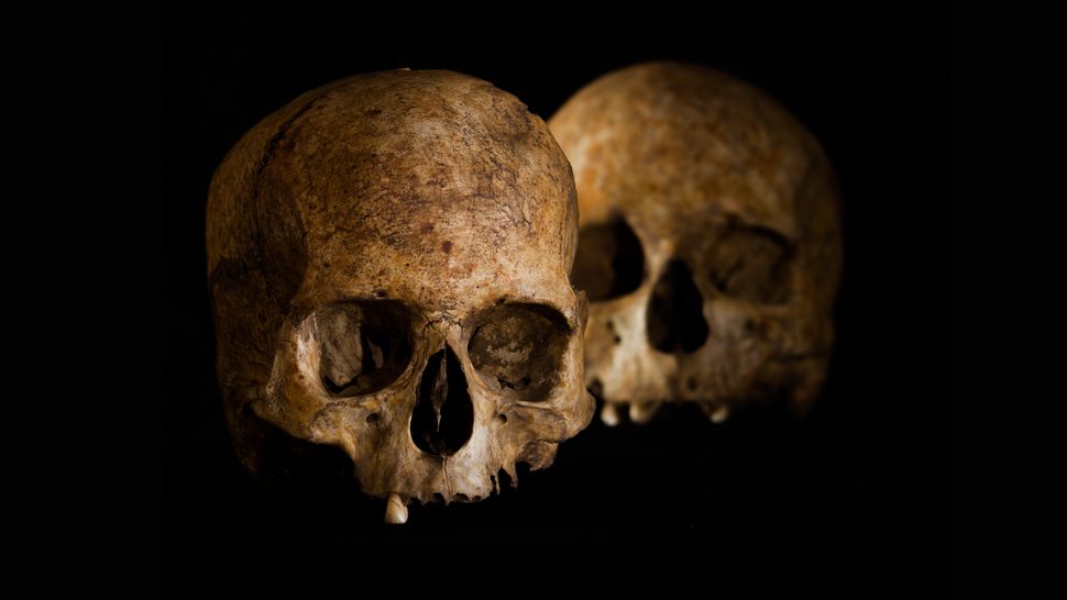 Failed brain surgery and possible human sacrifice revealed in Stone Age burial