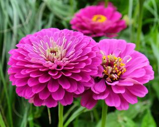 Zinnia Purple Prince in flower in the garden