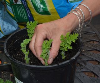 Inserting pelargonium cuttings into a pot of gritty potting soil
