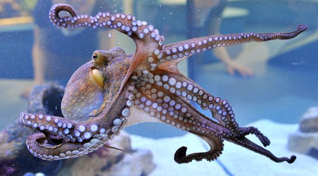 Octopus at the German Natural History Museum