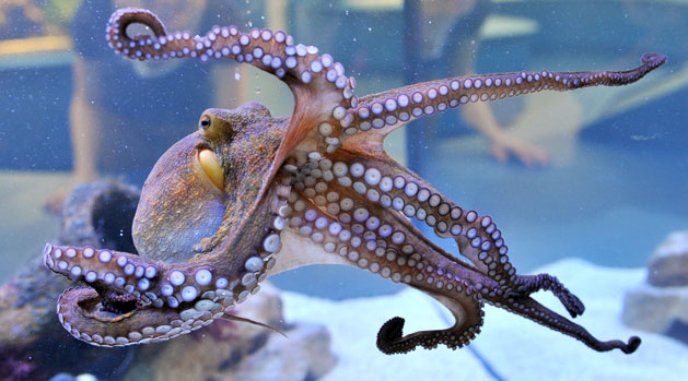 Octopus tentacle inspires new flexible tool for surgeons | The Week