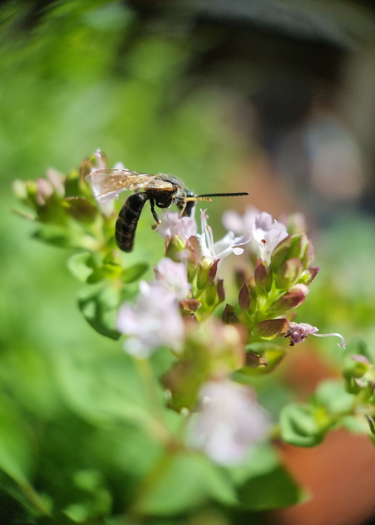 Moment Macro 10x lens review