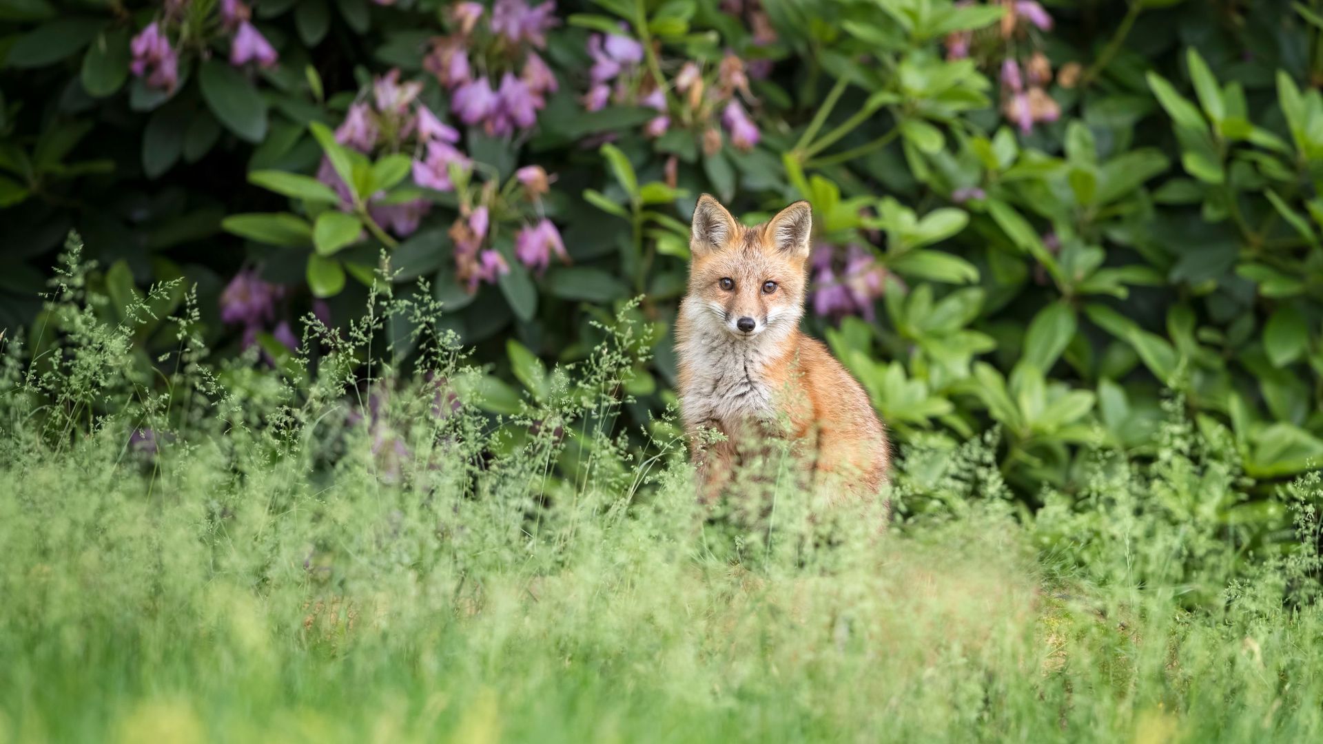 How to stop foxes pooing in your garden expert tips Ideal Home