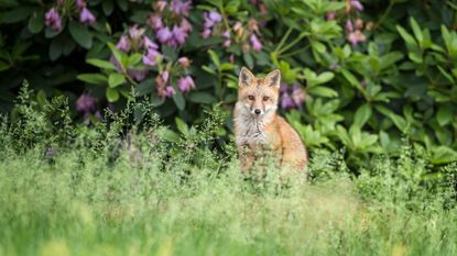 A Red Fox Kit emerges from its den and spends time in the springtime garden