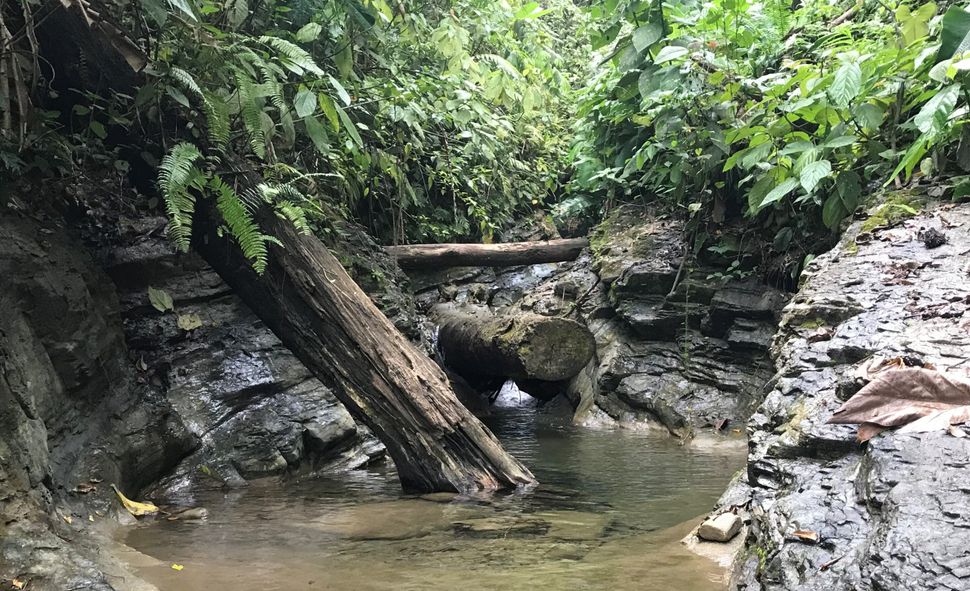 A hot spring in Panama where researchers collected fluids and gases to trace the movement of materials from the mantle. (Image credit: Peter Barry/Woods Hole Oceanographic Institution)