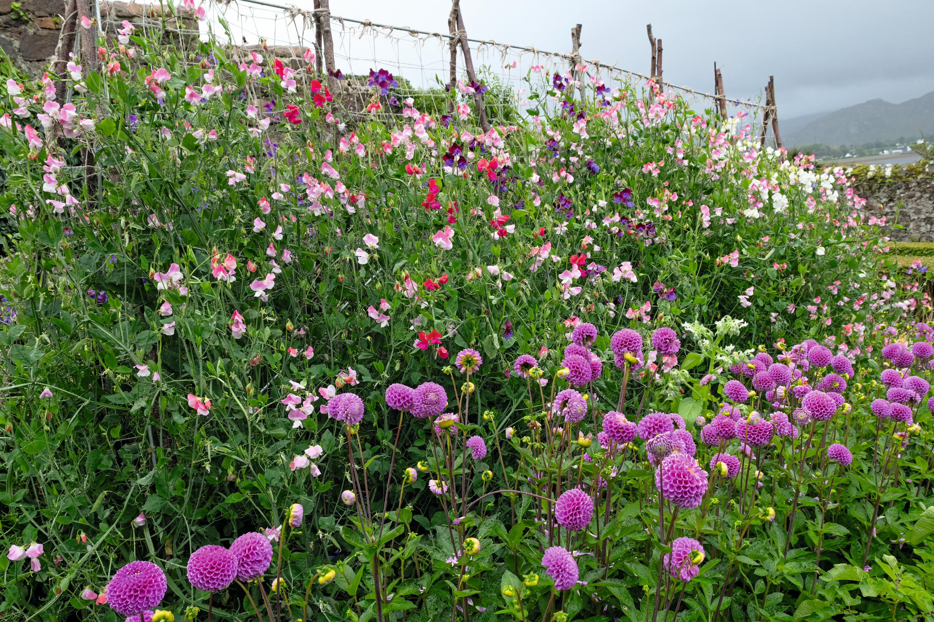 The garden at Inverewe in Wester Ross as photographed by Andrea Jones