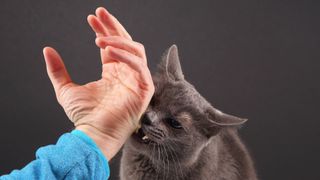 Cat bunting human hand