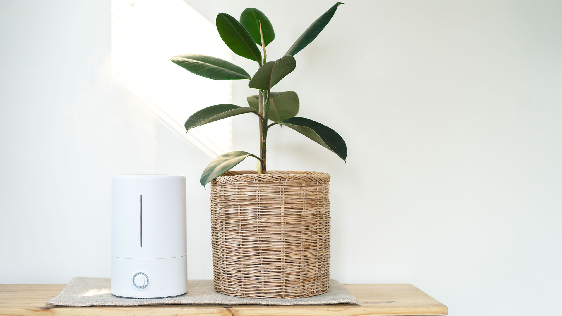 Air purifiers vs ionizers: Image shows air purifier next to a plant