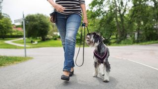 Woman walking safely dog on the road