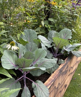vegetables growing in amongst flowers in a raised garden bed