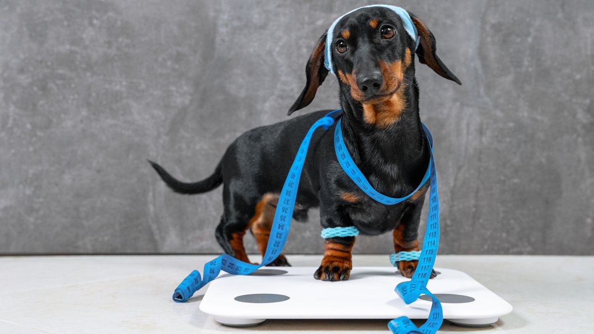 Dachshund on scales