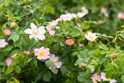 Tiny Wild Roses