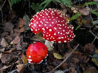 The Fly Agaric now fruits later in the year than before because frosts rarely occur before Christmas.