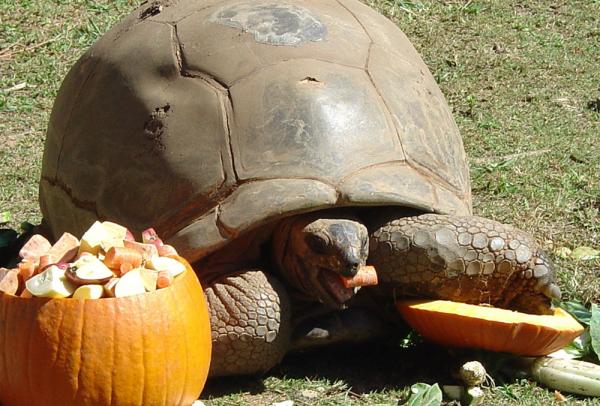 boo-zoo-album-14-aldabras-tortoise-101028