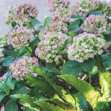 Bushy hydrangeas in full bloom with a slight pink tinge to them