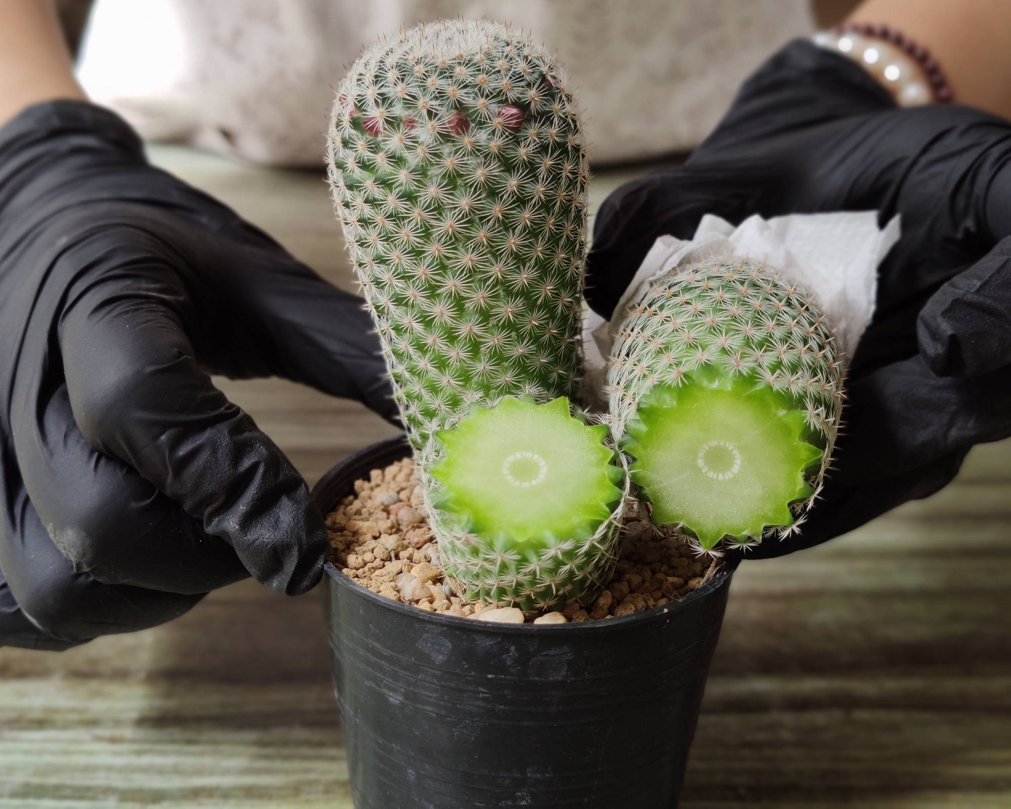 Cactus stem cutting propagation