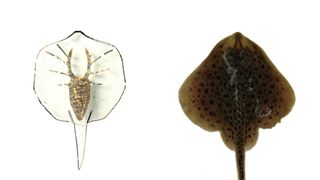 The tissue-engineered soft-robotic ray next to a little skate (Leucoraja erinacea).