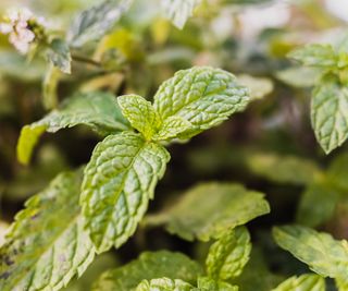 young wild mint leaves